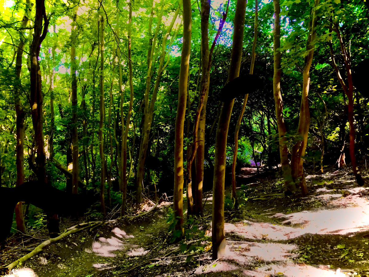 Endless Paths of Wild Park