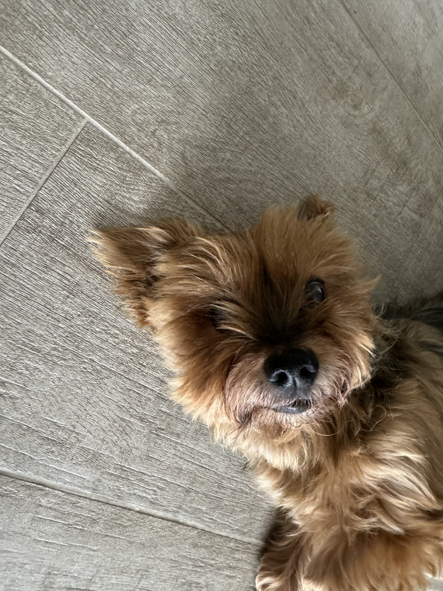 Rainbows and Yorkies