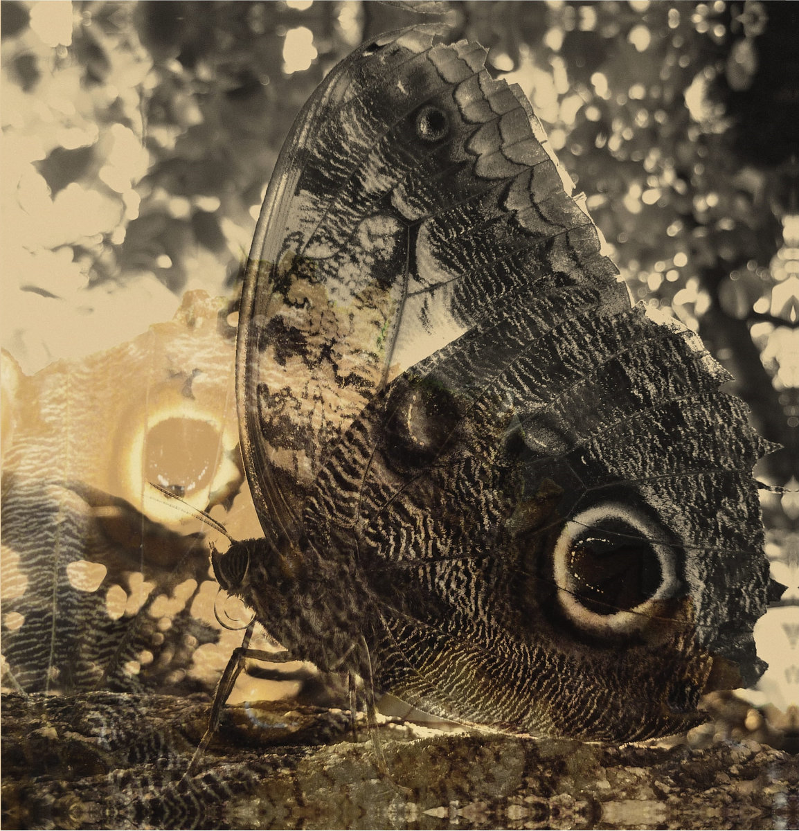 IKIRU or The Wanderer