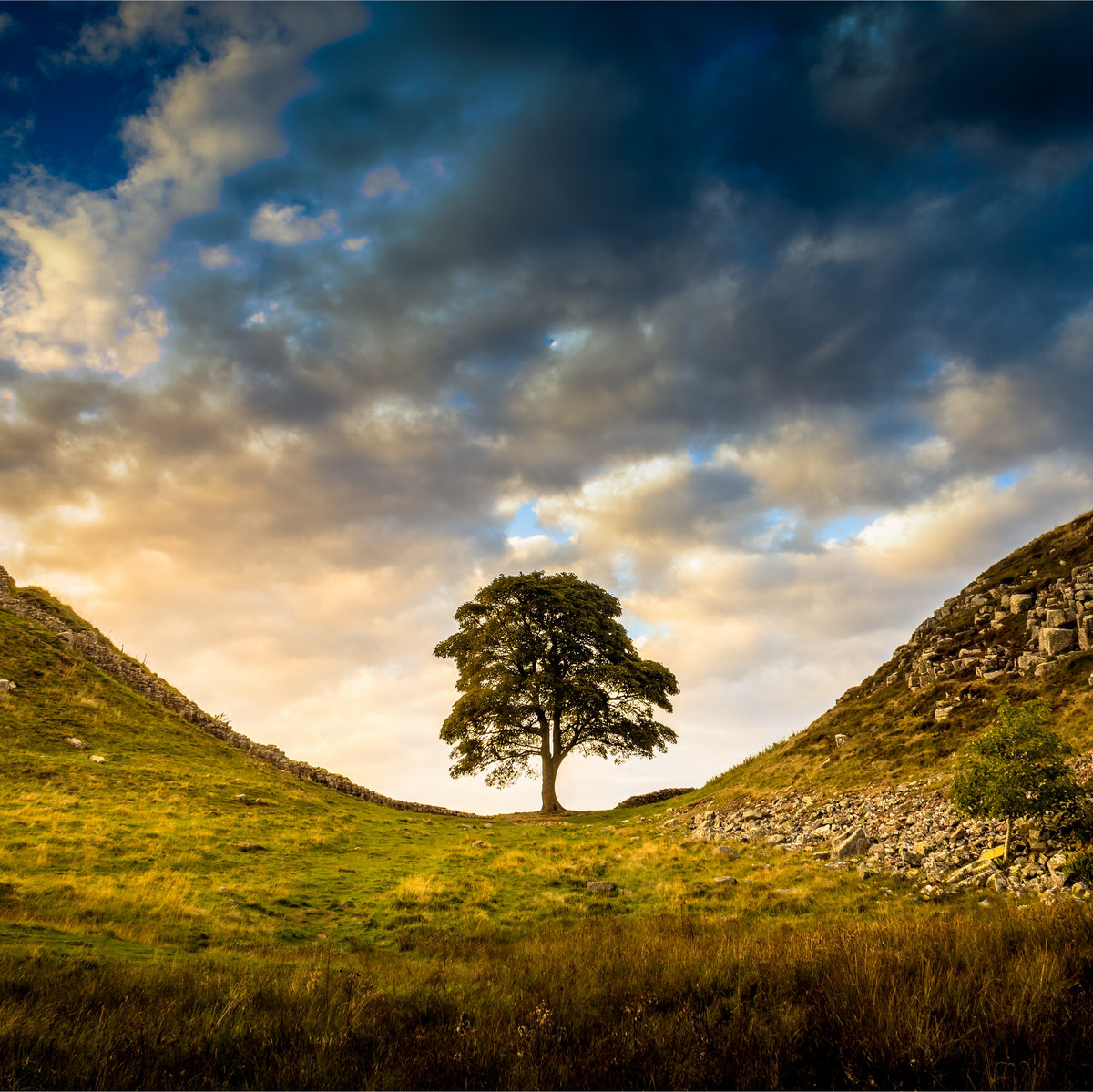 Requiem For Sycamore Gap