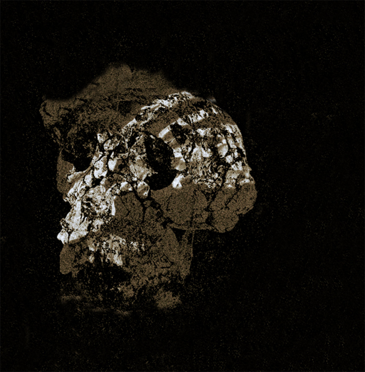 Sword Horse/ VVitch Hat Split