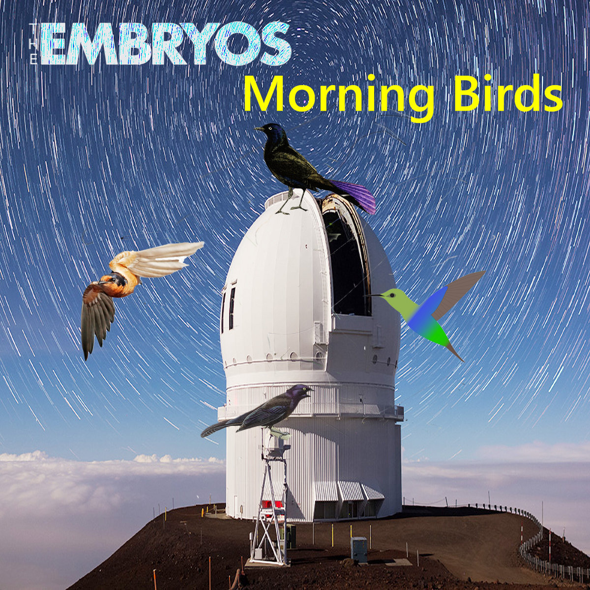 Morning Birds