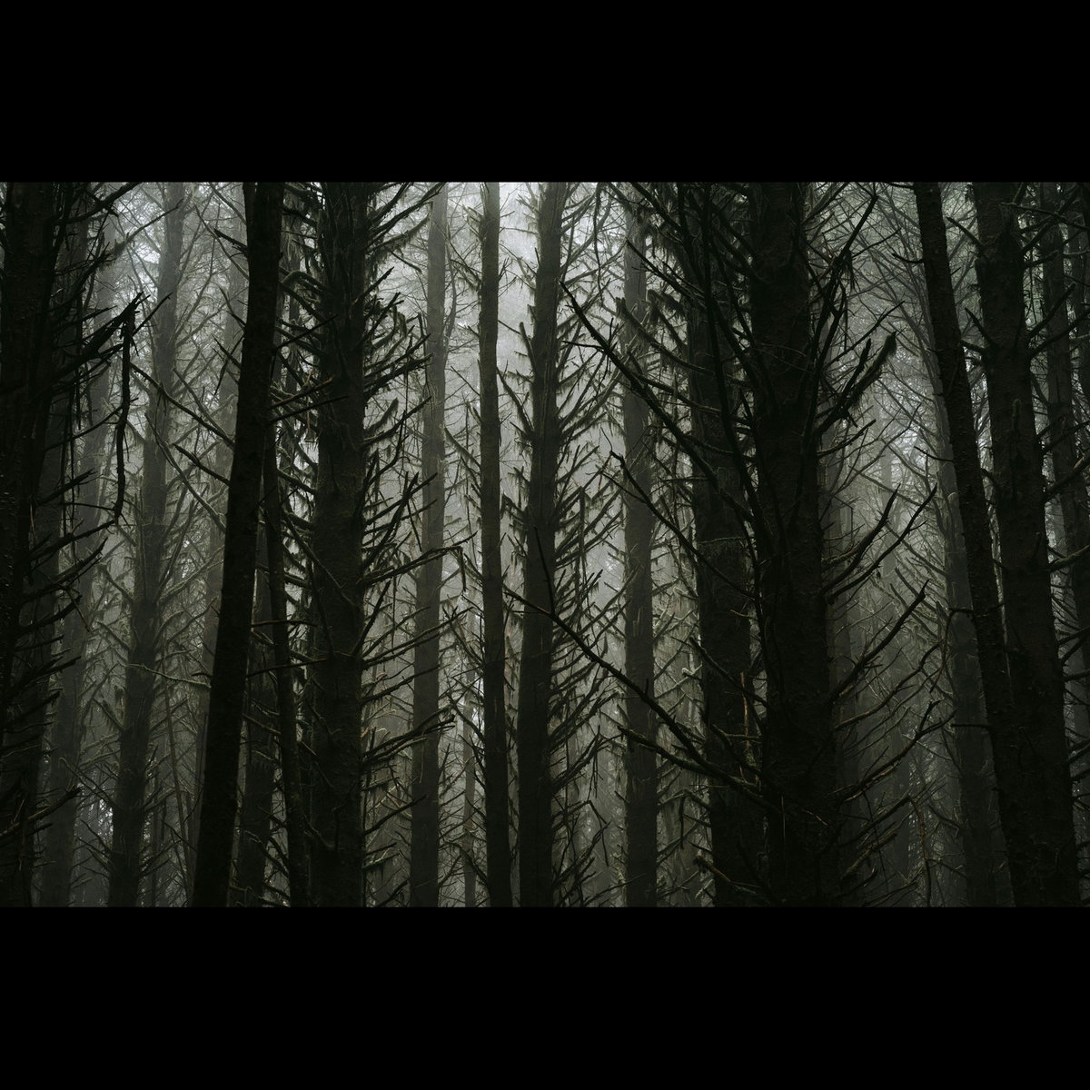 A Murder of Crows - Krotos