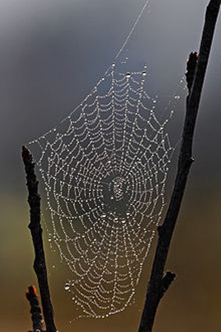 Dew Collecting in a Spider's Web