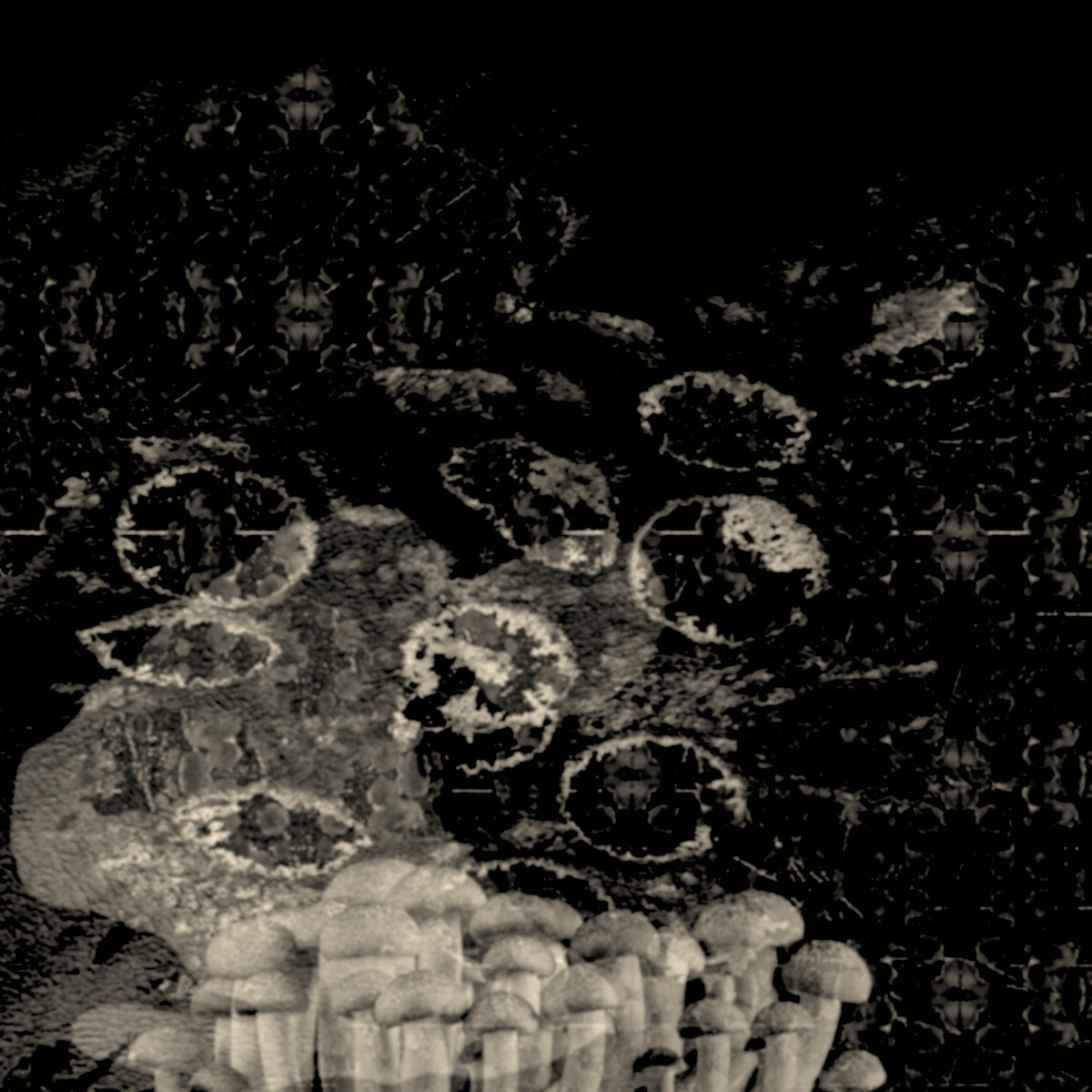 ferment & rot promo medley