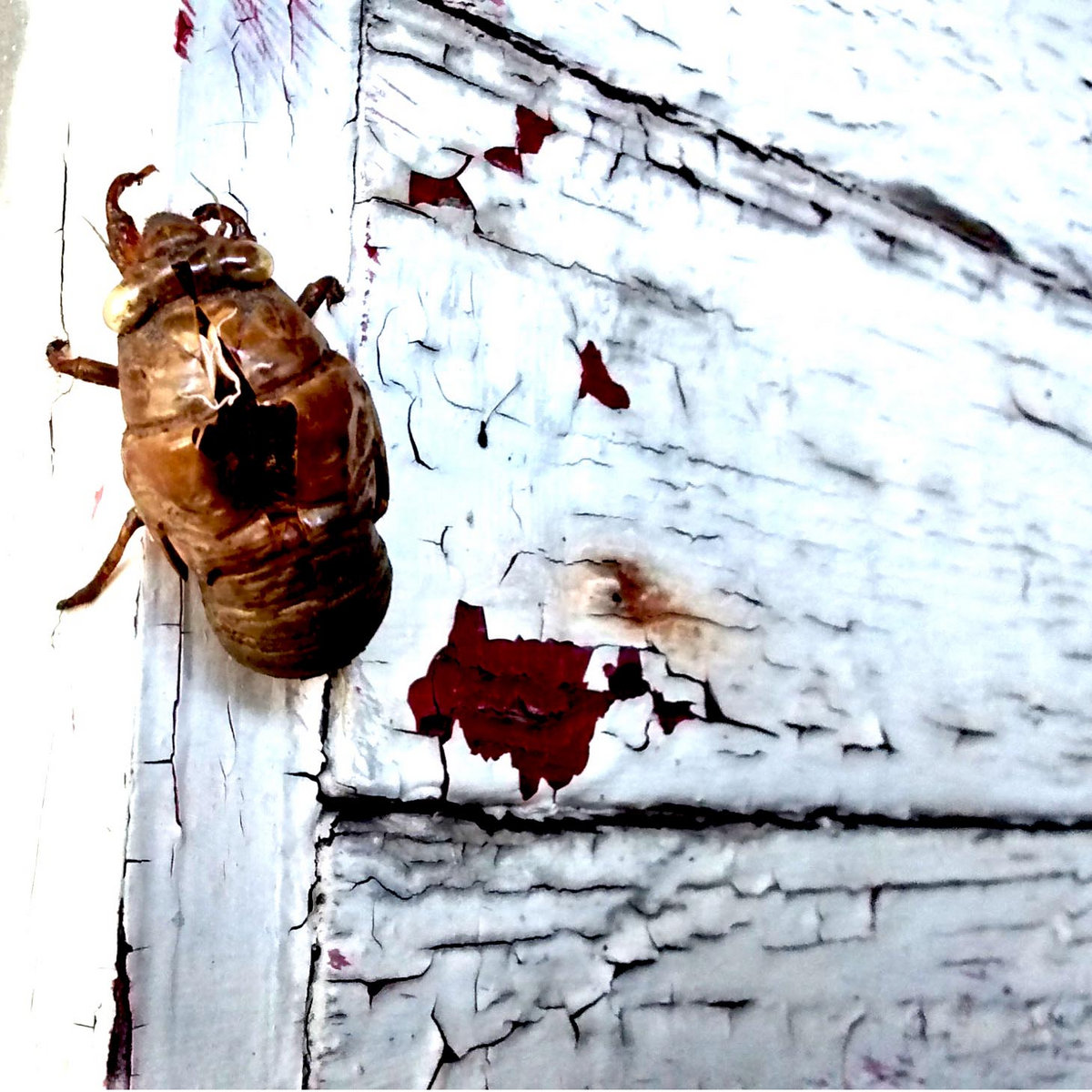 Dust and Absent Light