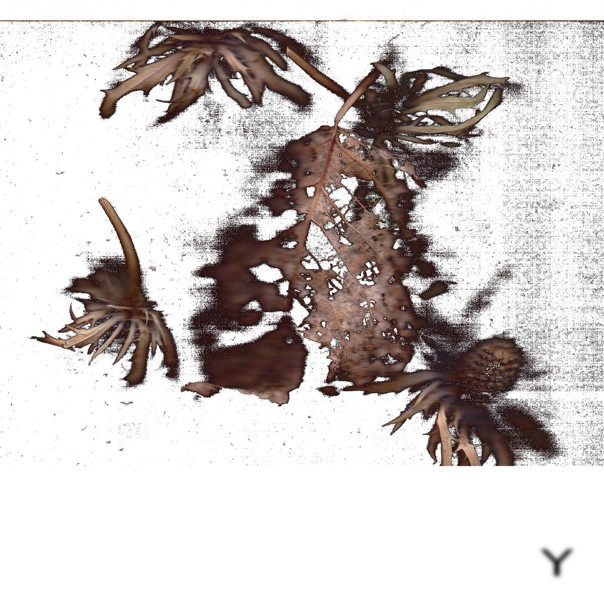 VETUS SONITUS NON MORITUR