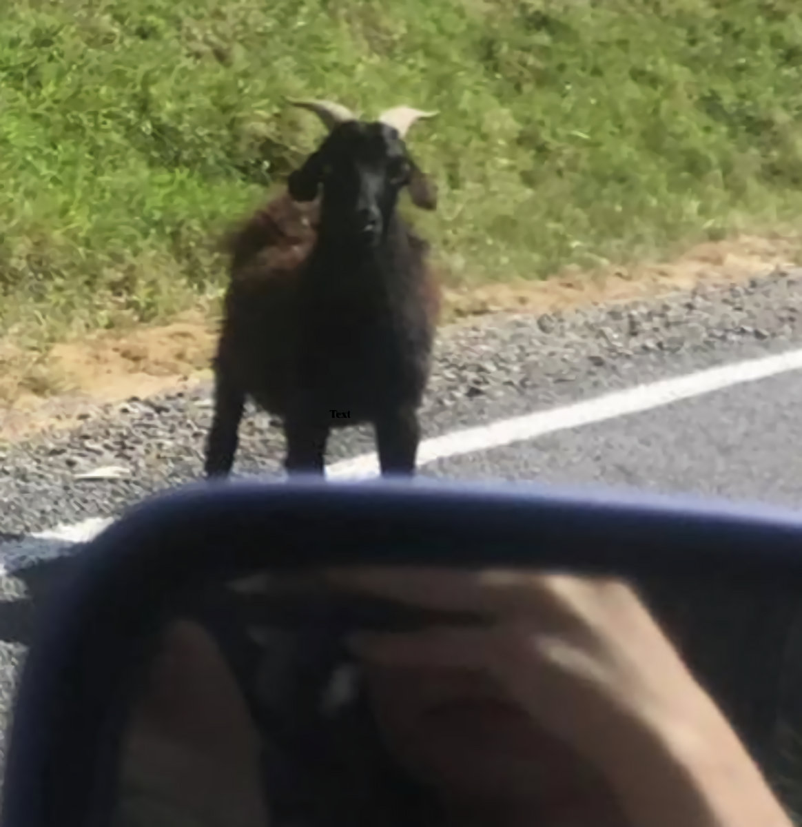 Blooming Buzzing Confusion