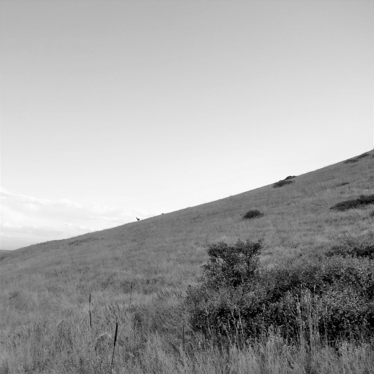 Preordained Genocide