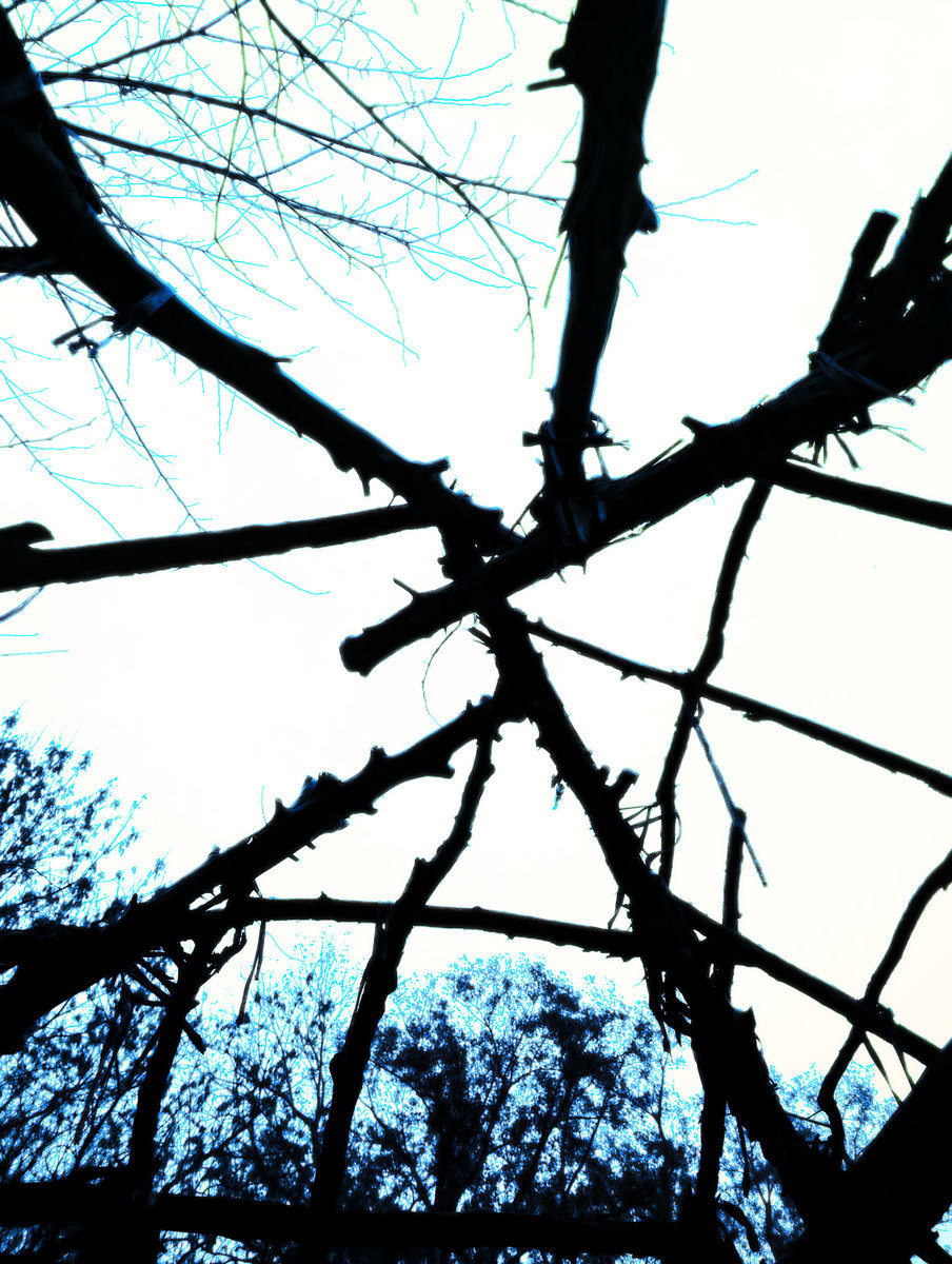 The Embrace of Roots