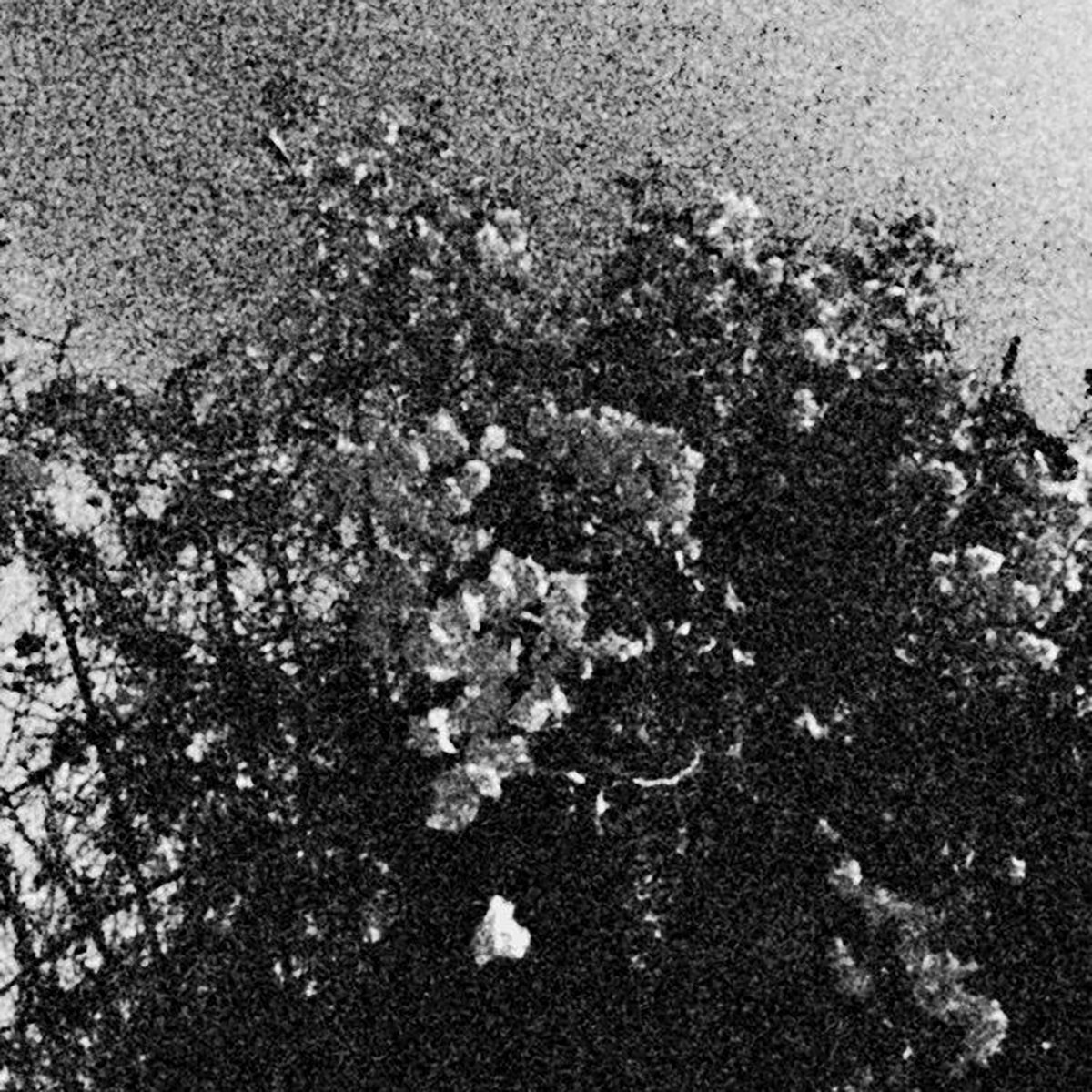 edënohhdlha hálgra tu majtranlh'ha / ga nëcëcta mon idlhi