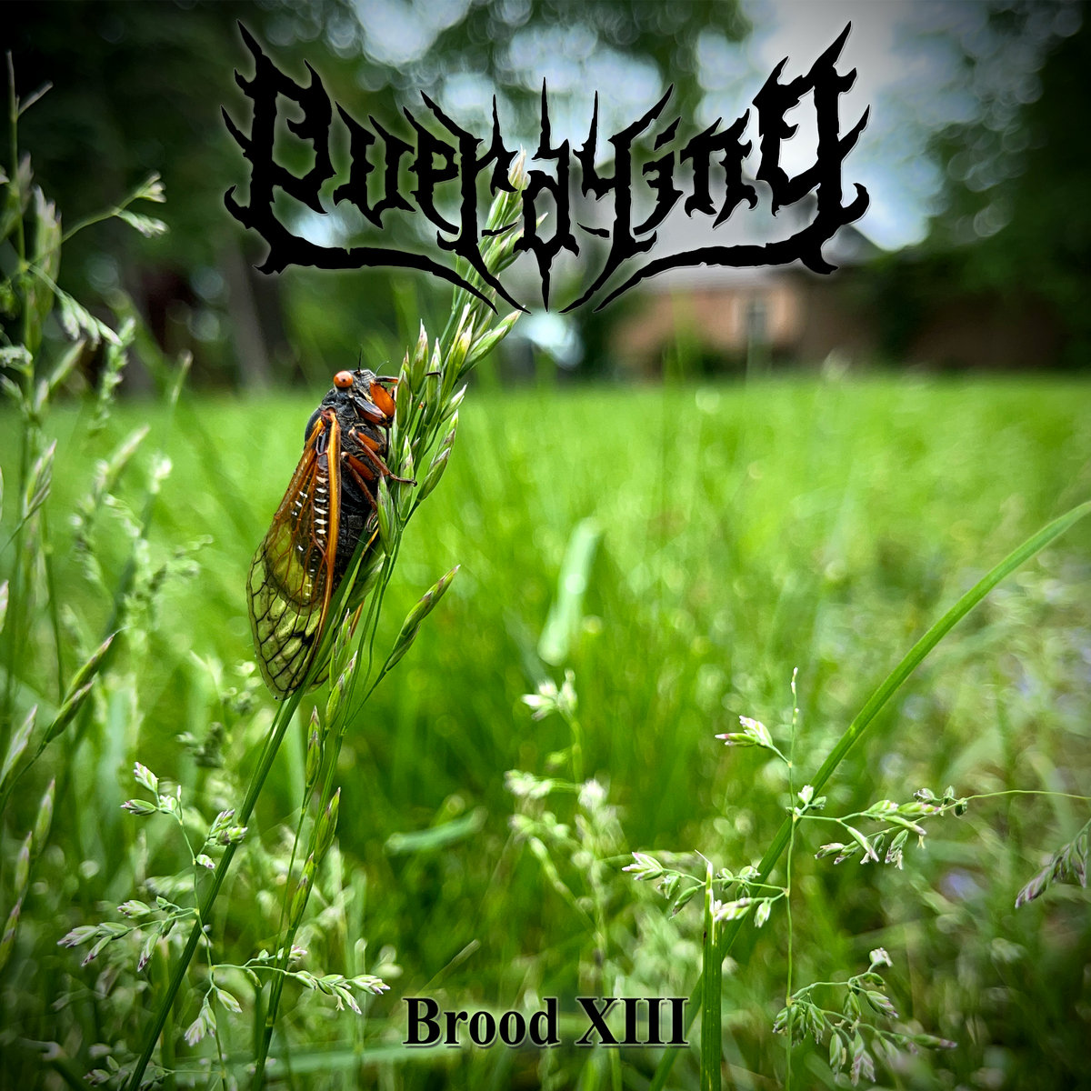 Brood XIII