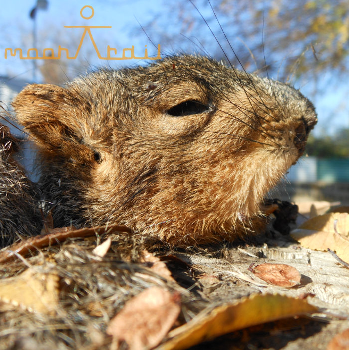 Moontrail Live at Audies Olympic 7.5.14
