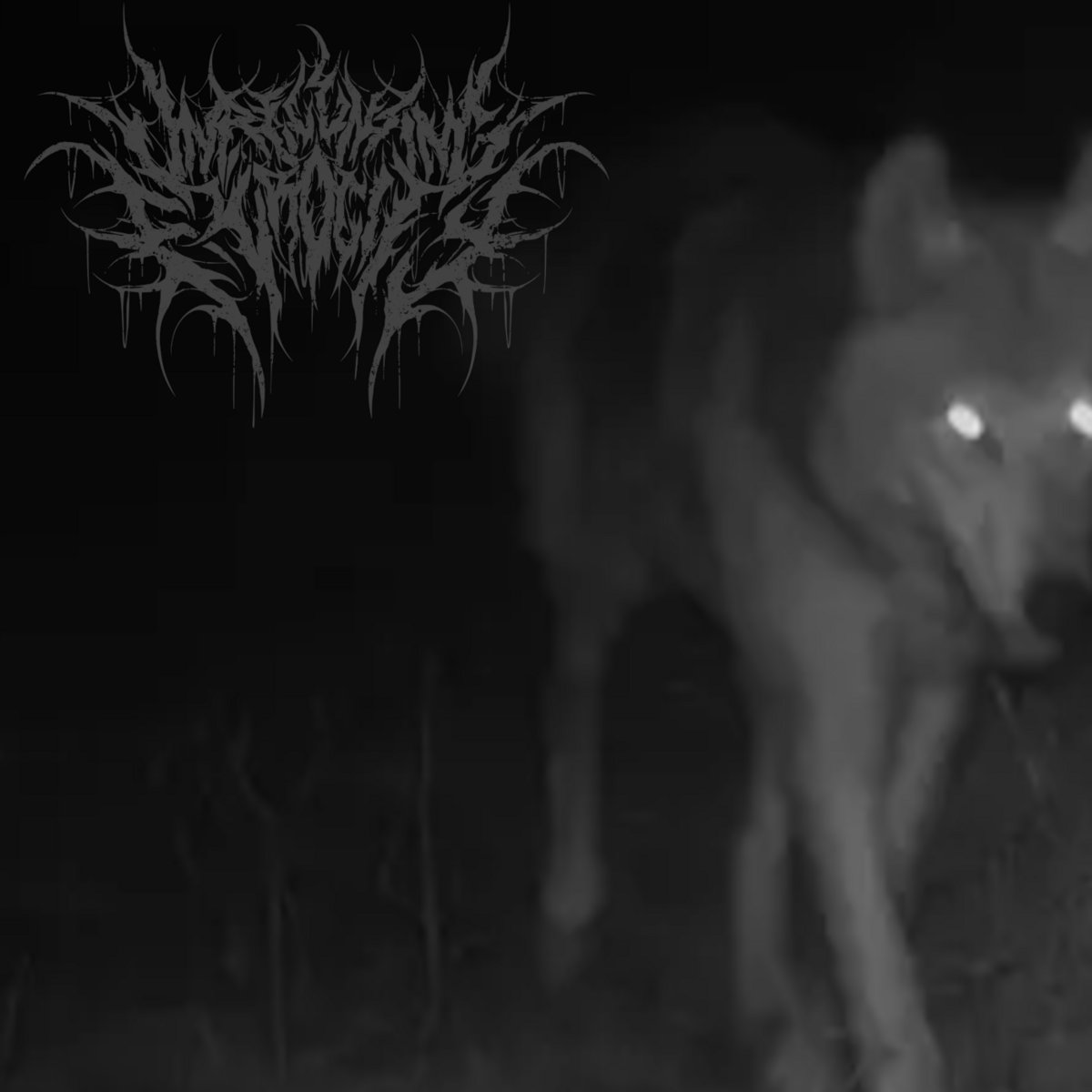 A Calm Walk Across Feeding Grounds