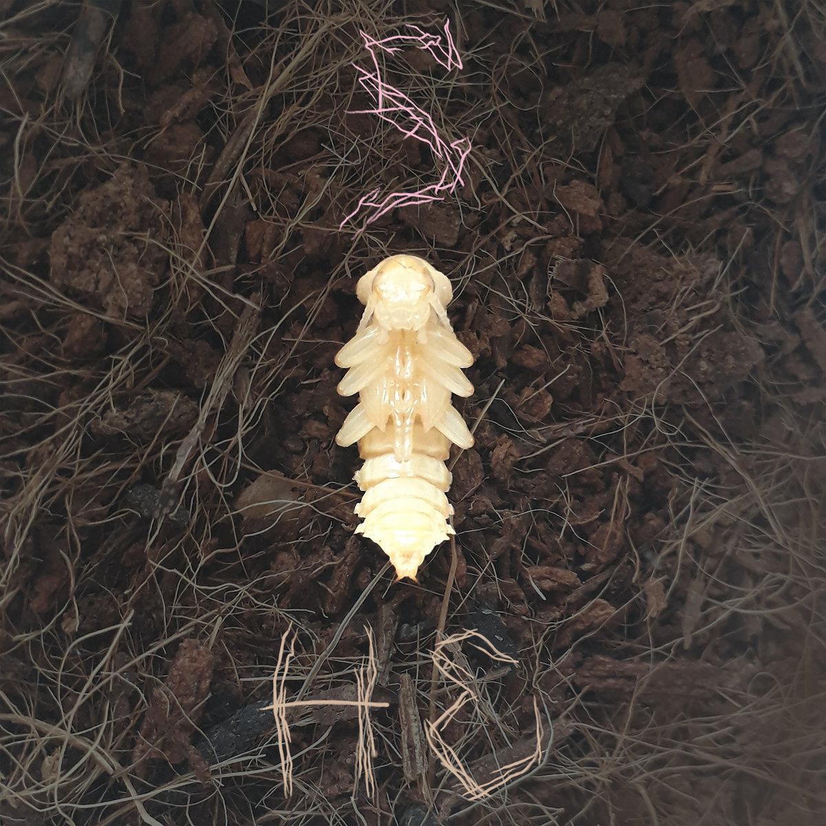 sister from another mother