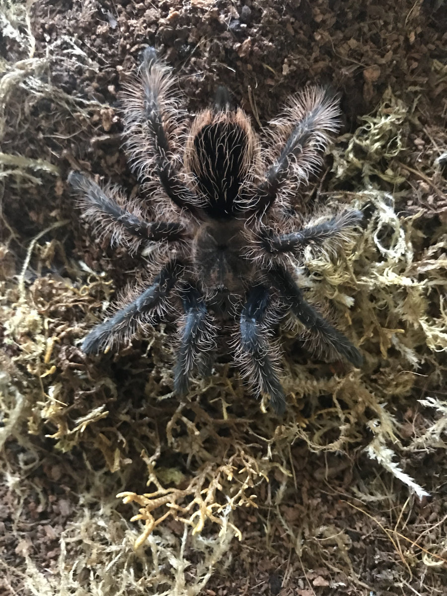 Bizarre Dismemberment