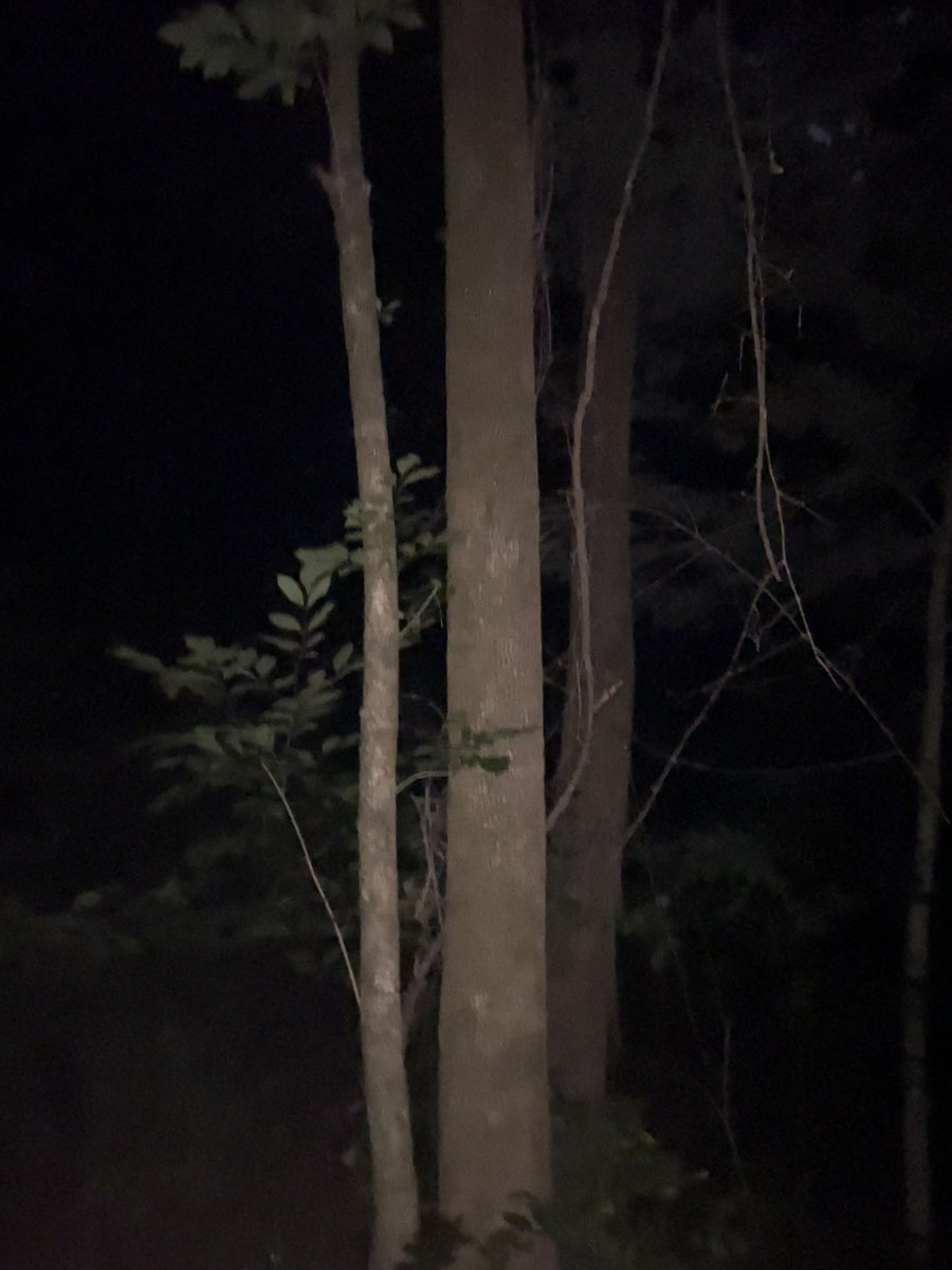 The Entity Wreathed in Dismal Starlight