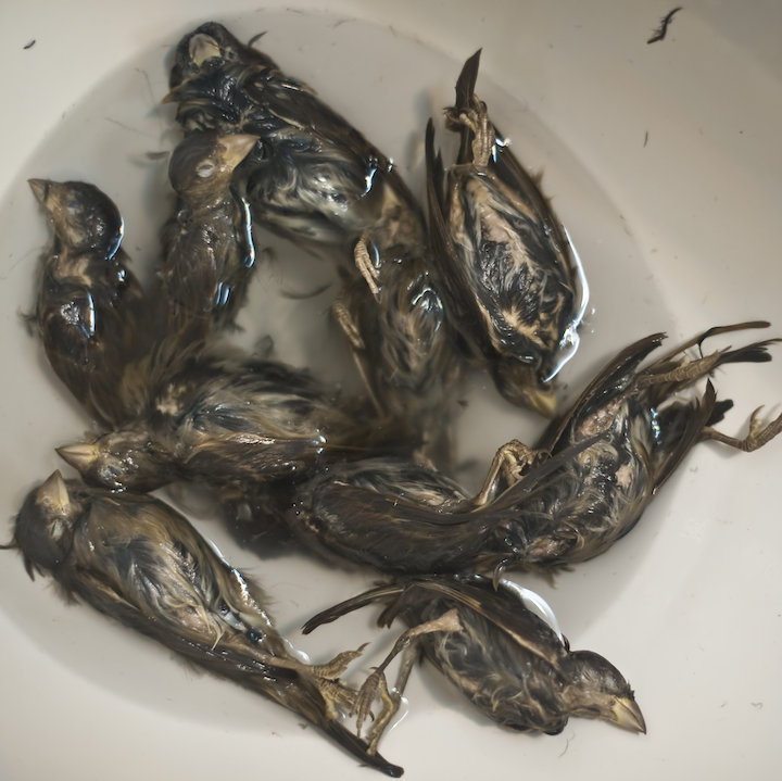 Ten Dead Birds in a Toilet or the Failure of a Family Business