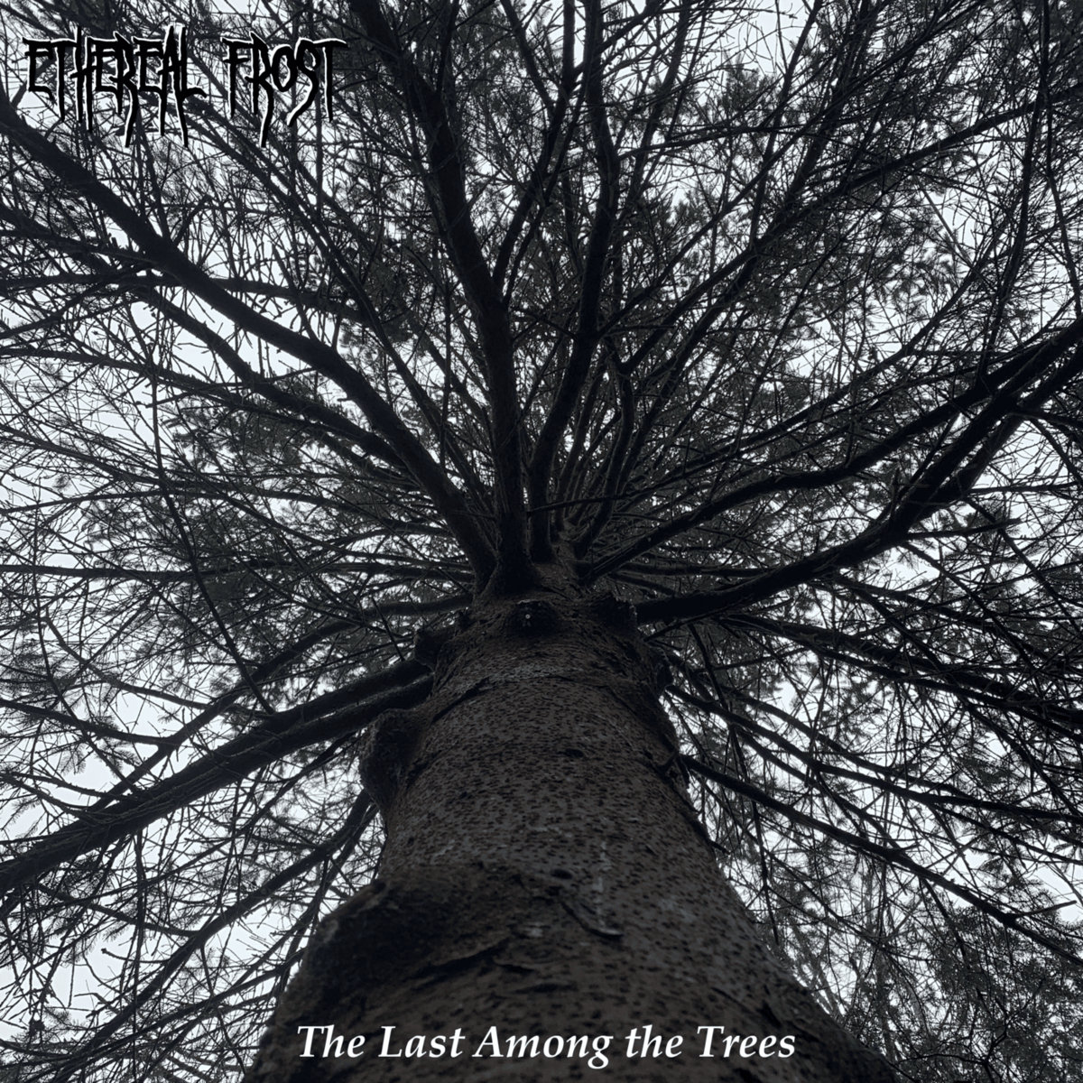 The Last Among the Trees