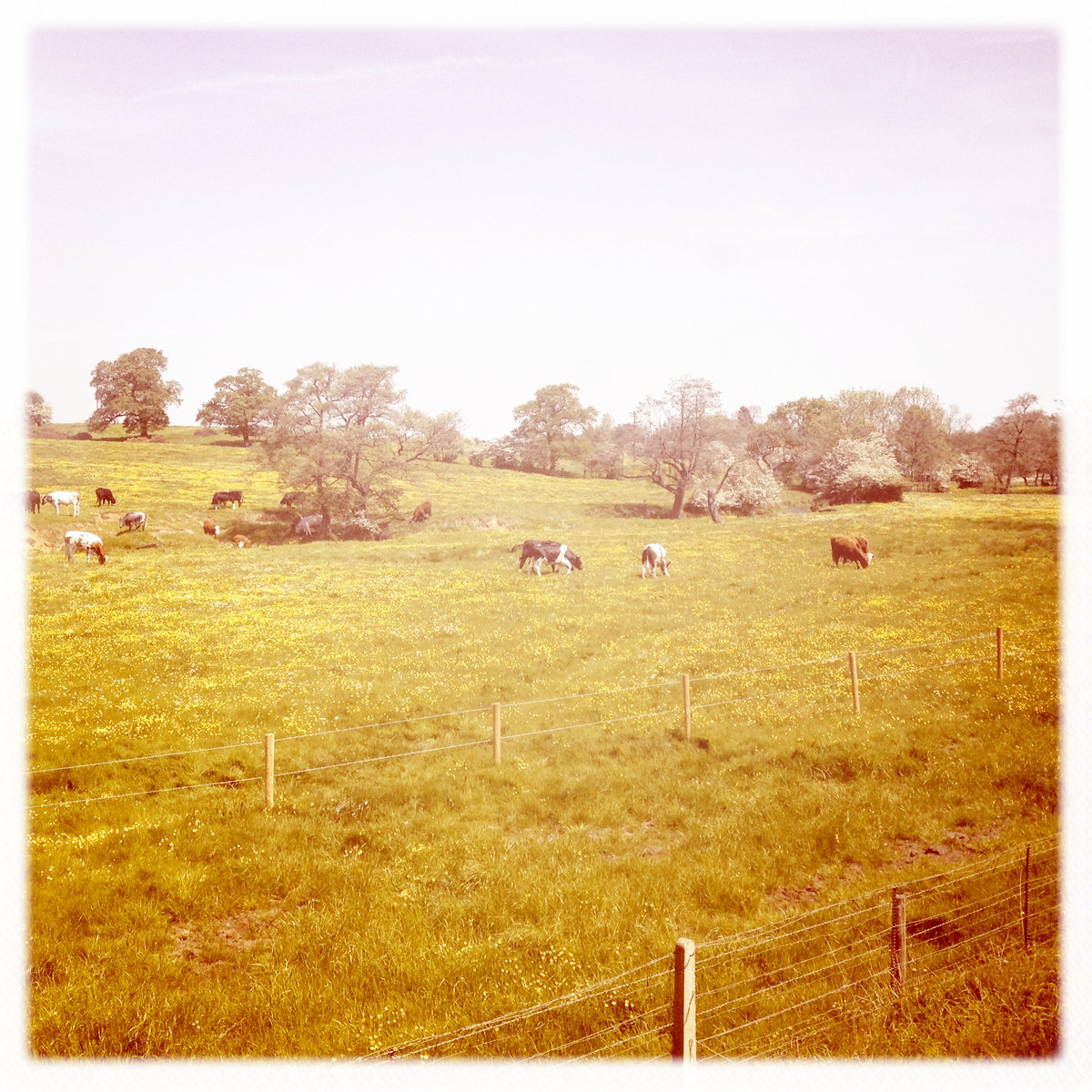 Milk Heavy, Pollen Eyed (Laura Gibson Cover)