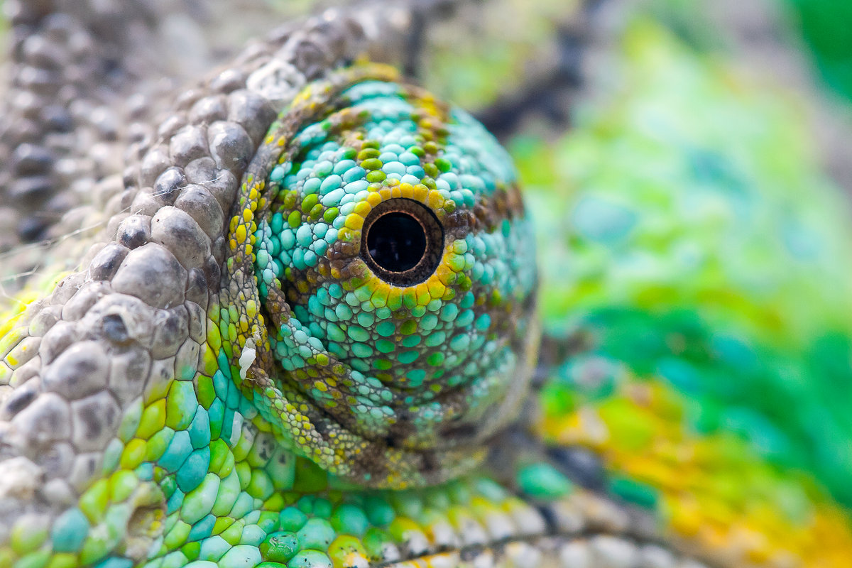Conscious Chameleon