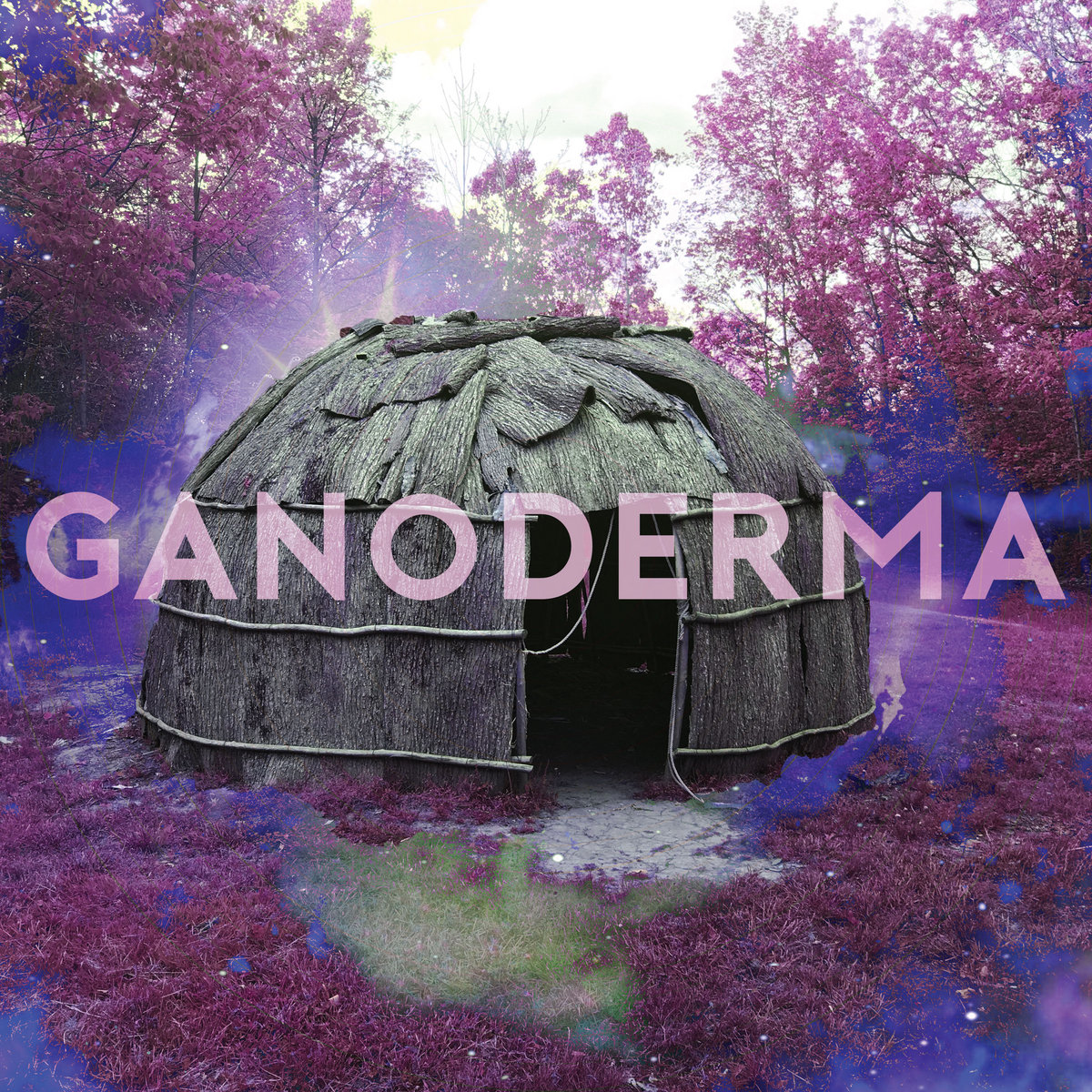Ganoderma