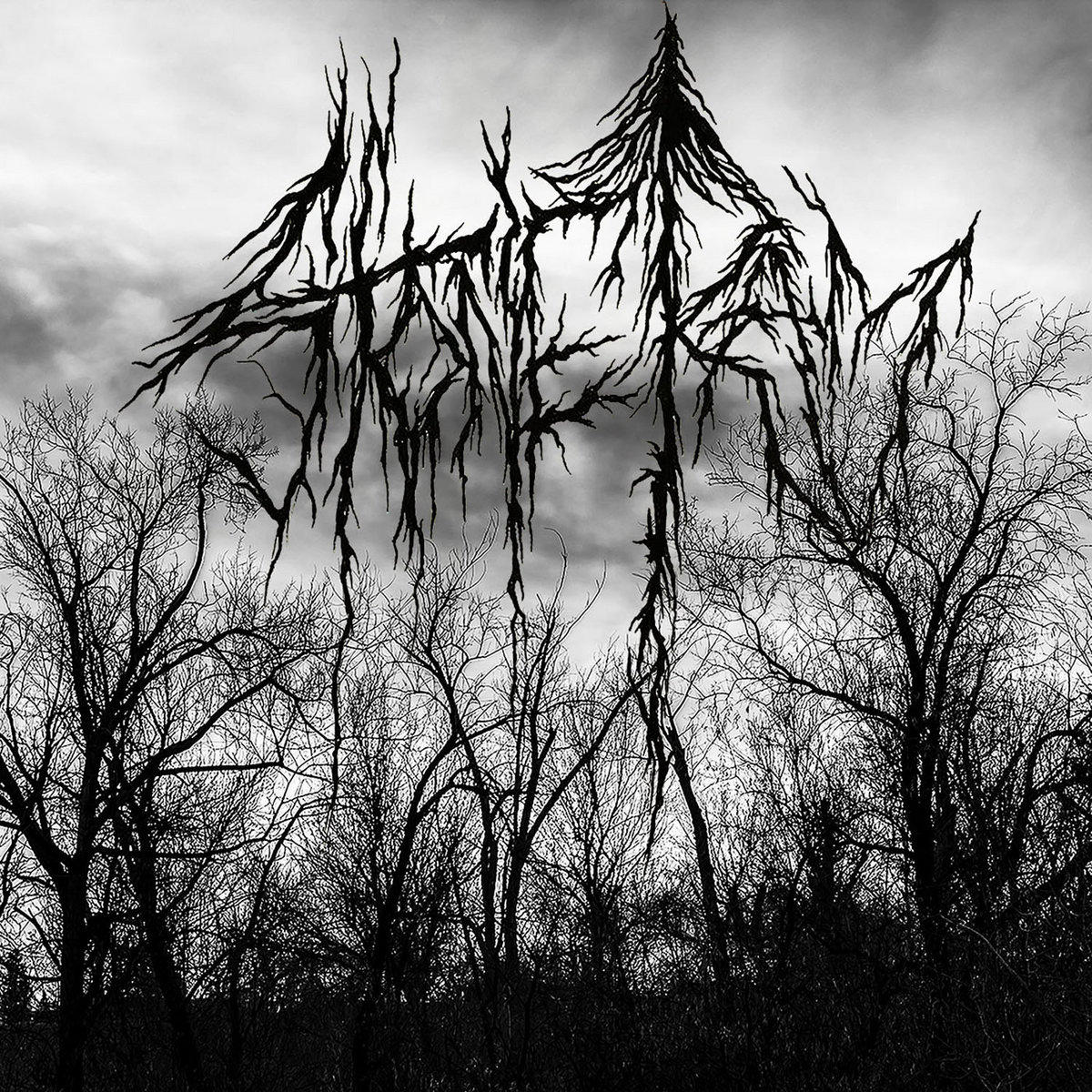 Blissful Lie - Fester