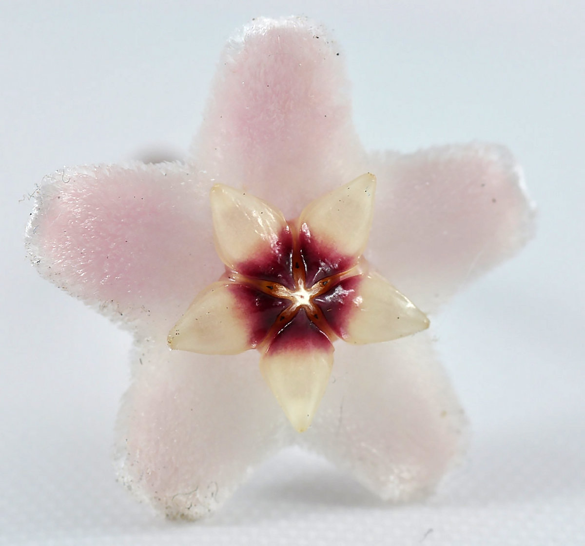 RARE GEMS FIND ME | vol. ii