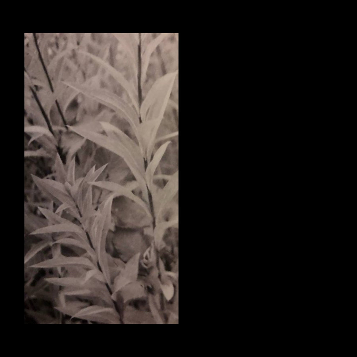 only the wind continued whispering