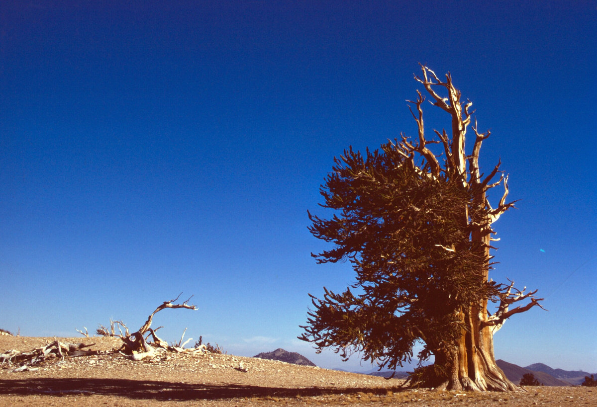 Bristlecone
