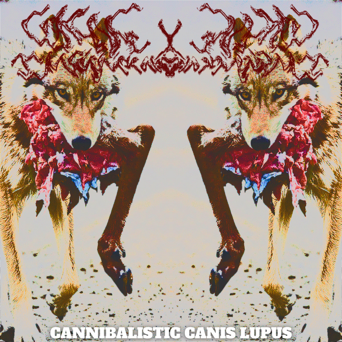 Cannibalistic Canis lupus