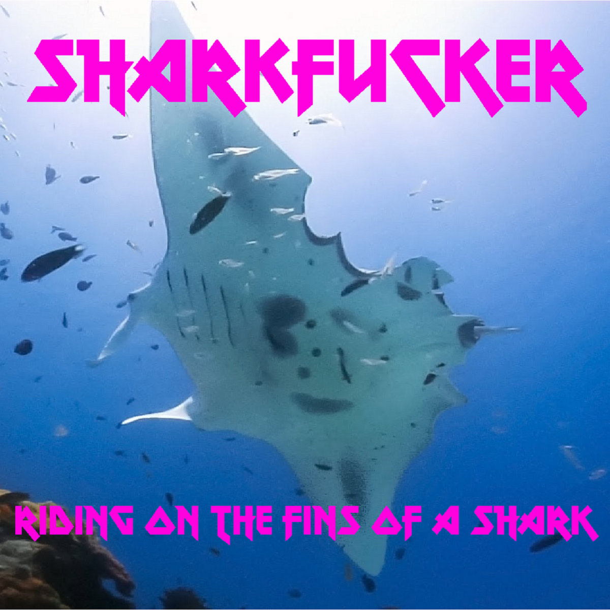 Riding on the Fins of a Shark