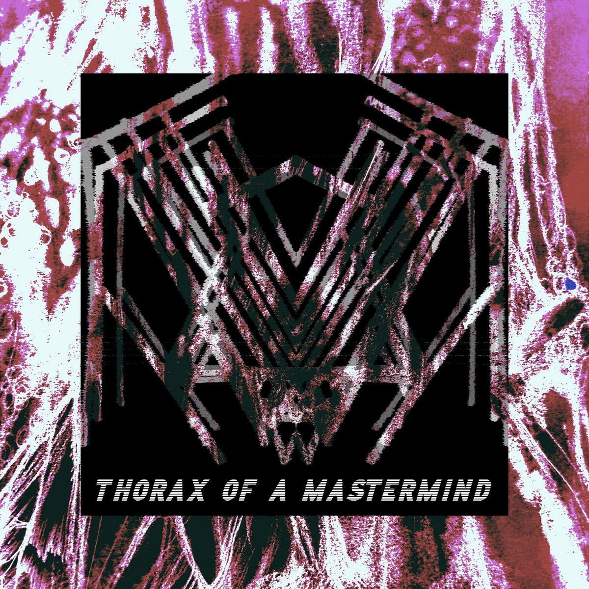 Thorax of a Mastermind