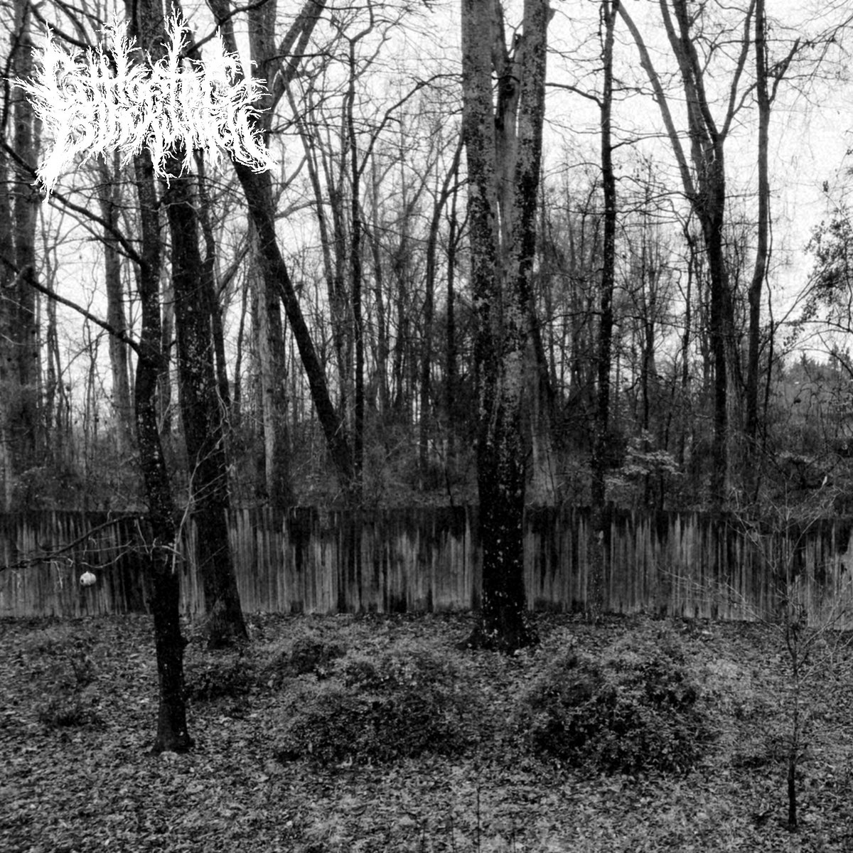 Cult of the Black Witch