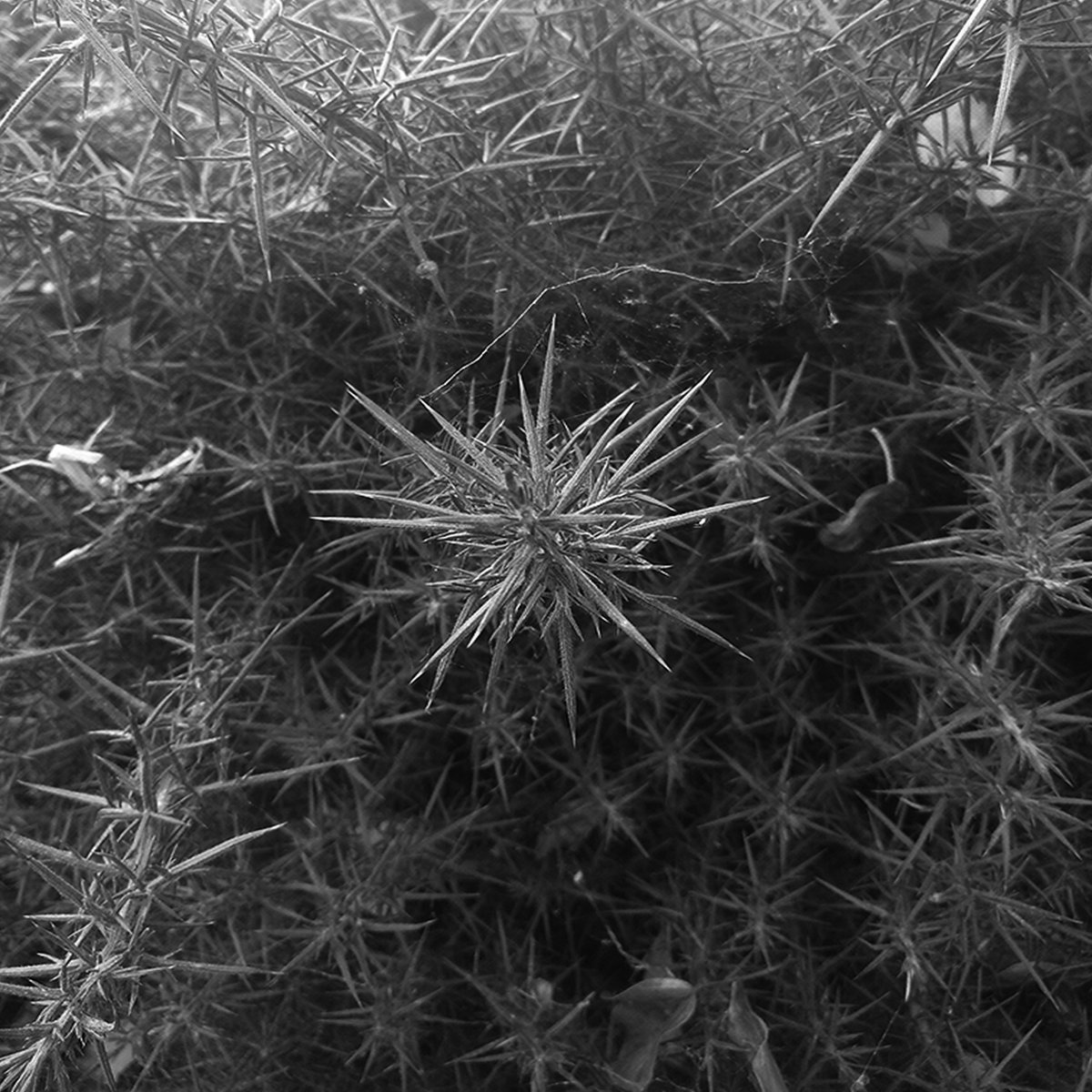 Slow Crushed By Overwhelming Force