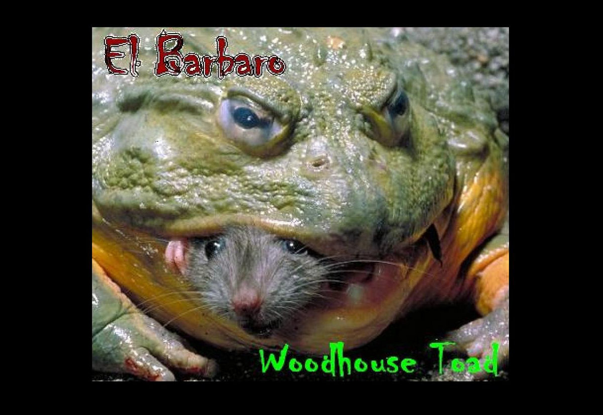 Woodhouse Toad