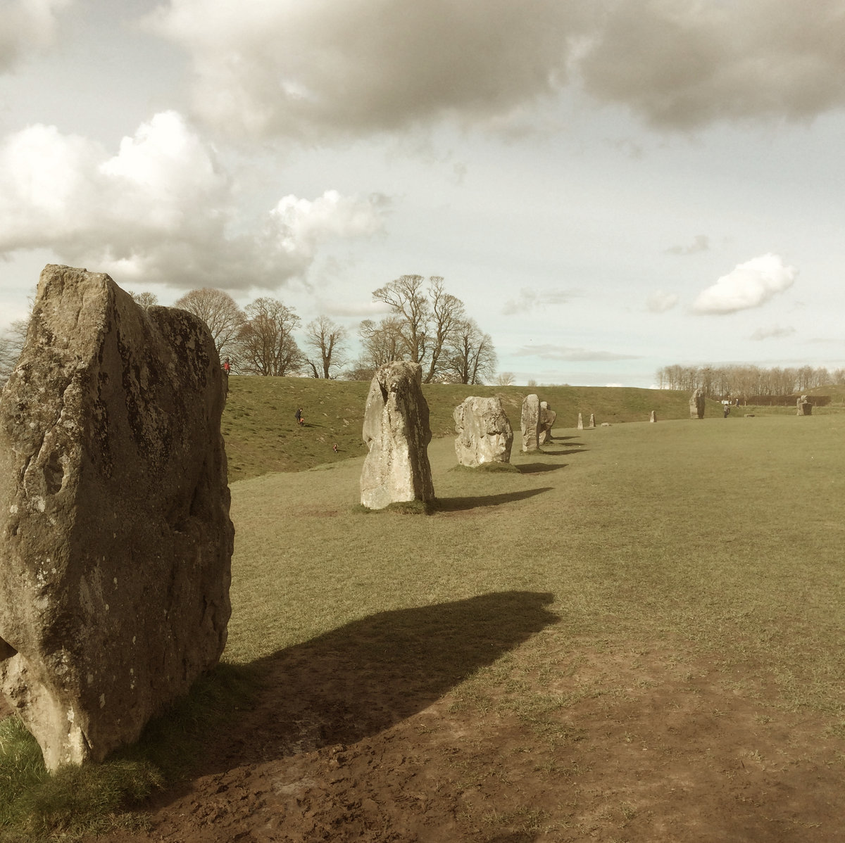 Concertina Counterpoint/Moss Force