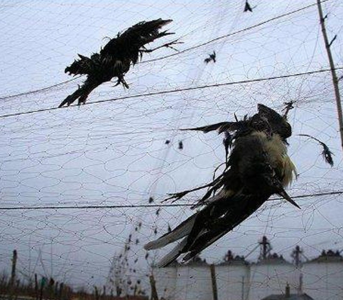 __DEAD_FFFETUS REMIXES_CRYSTAL_CASTLES