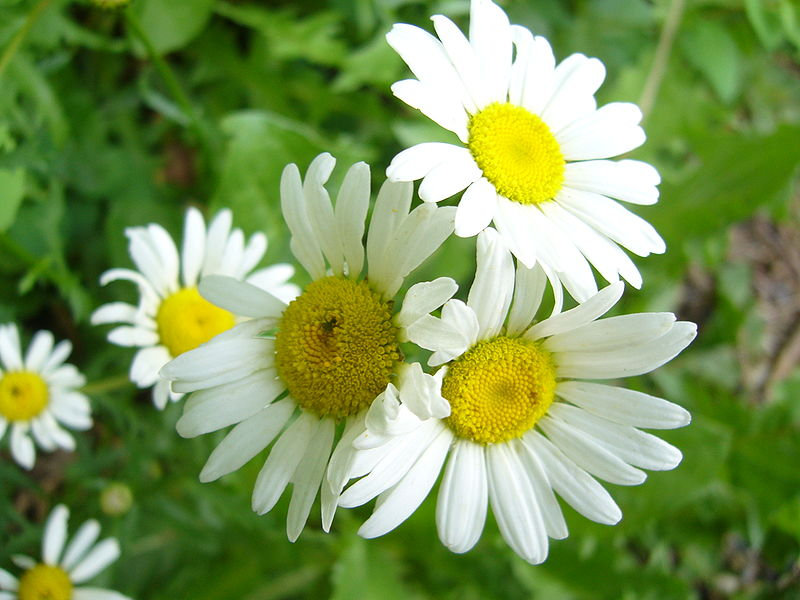 Mark 'Em With a Daisy