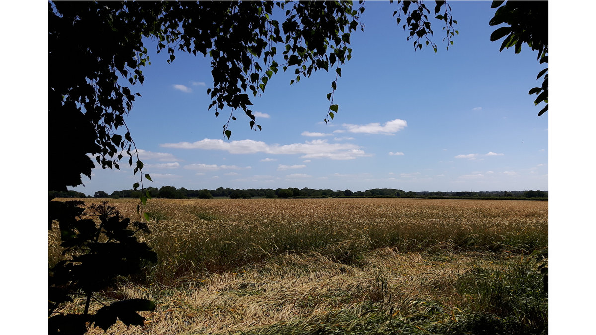 Sunshine and Fresh Air