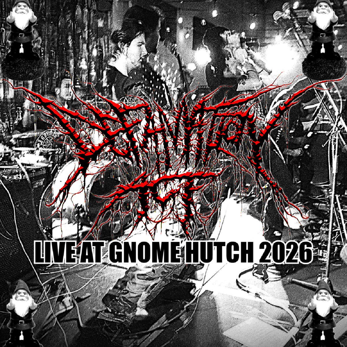 LIVE AT GNOME HUTCH 2026