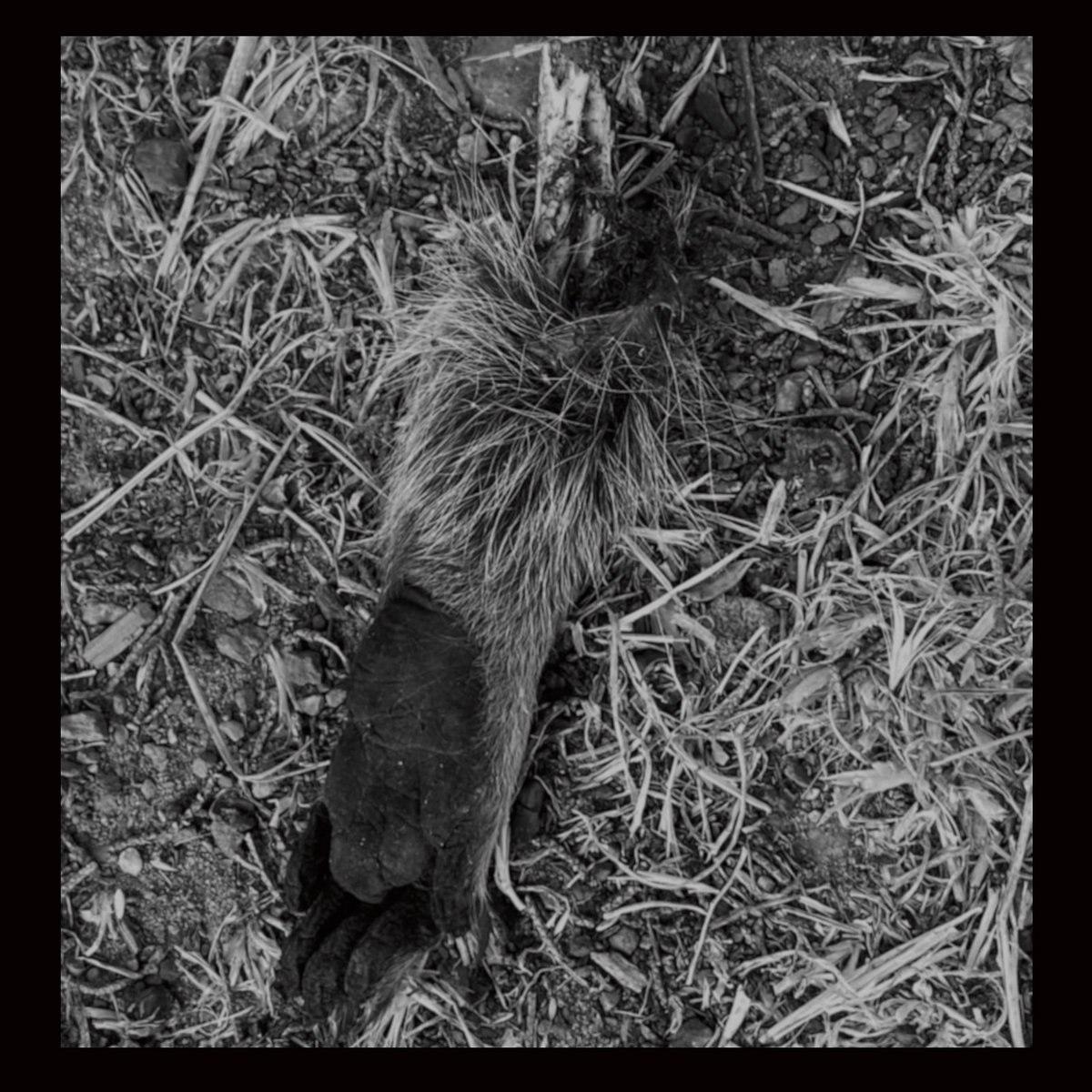 A Truest Path To Ecstasy