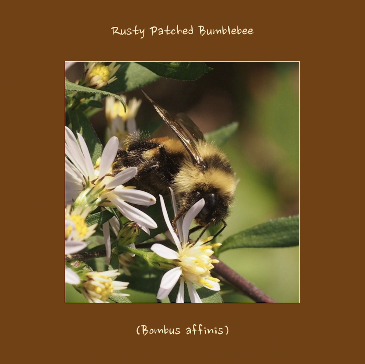 Rusty patched bumblebee (Bombus affinis)