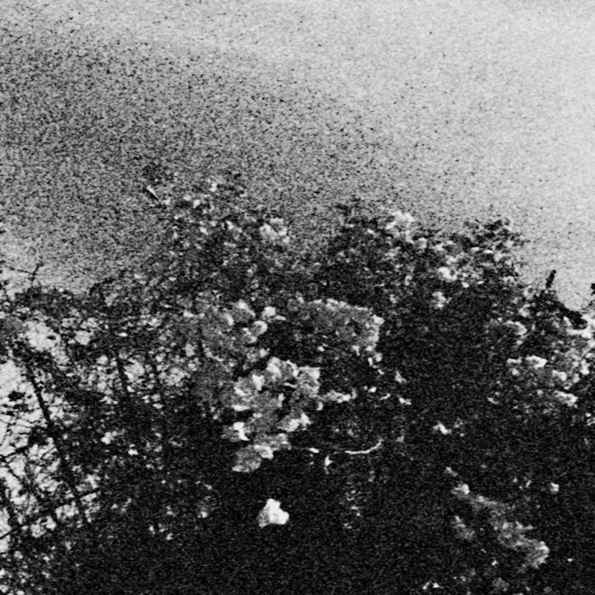 edënohhdlha hálgra tu majtranlh'ha / ga nëcëcta mon idlhi