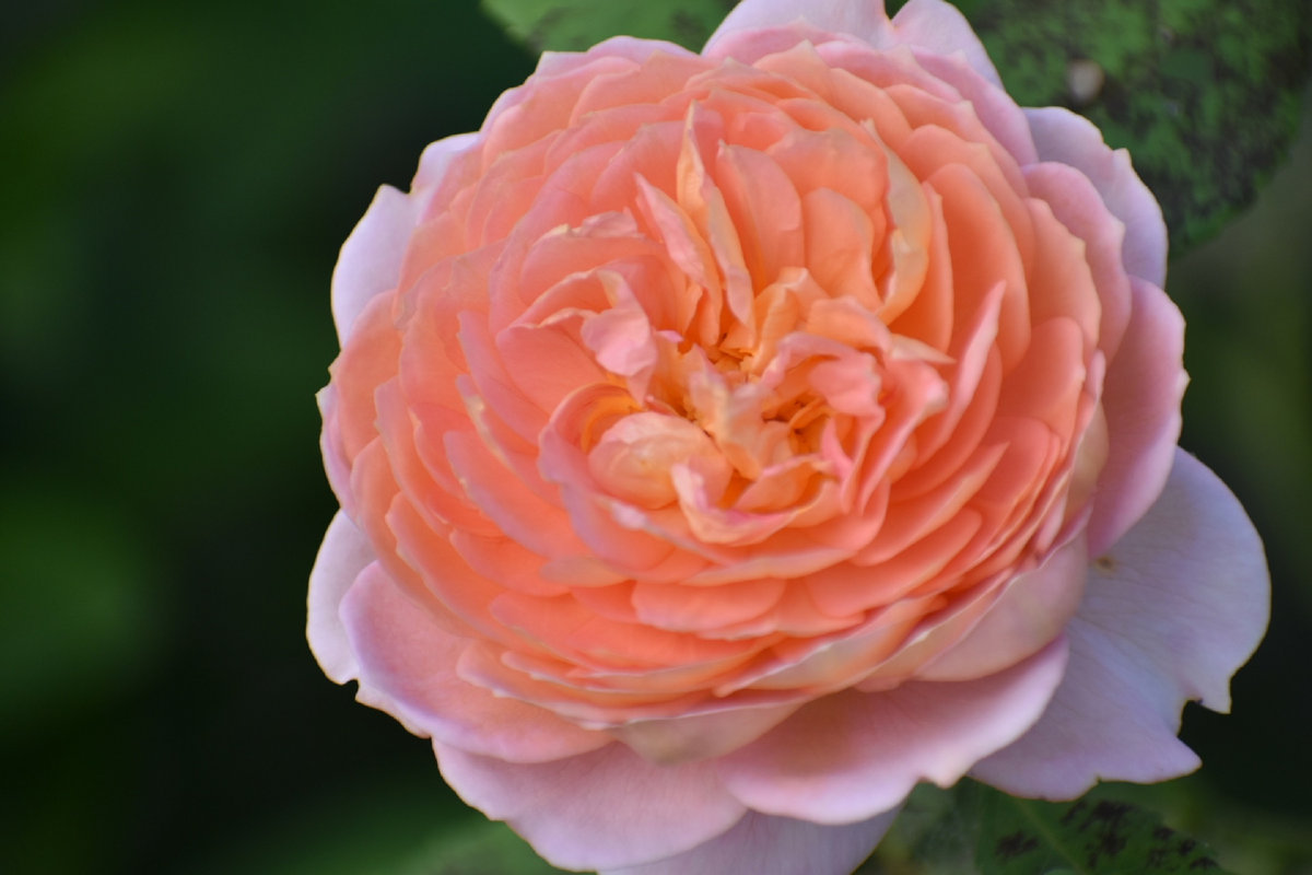 The Best of... Society of Pain