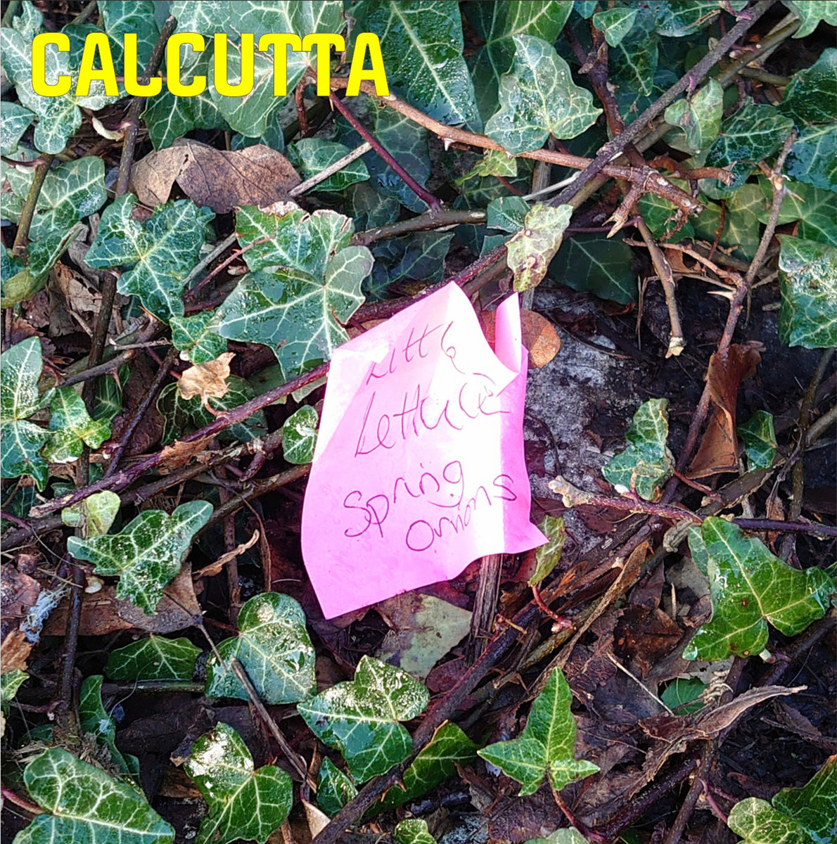 Little Lettuce, Spring Onions