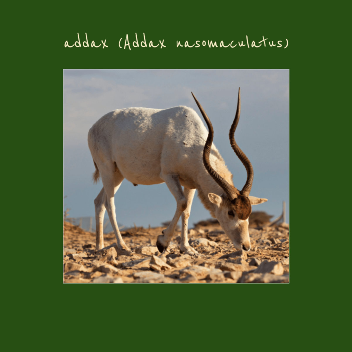 addax (Addax nasomaculatus)