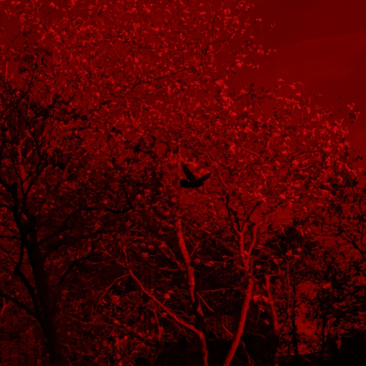 Supreme (Alternate Version)