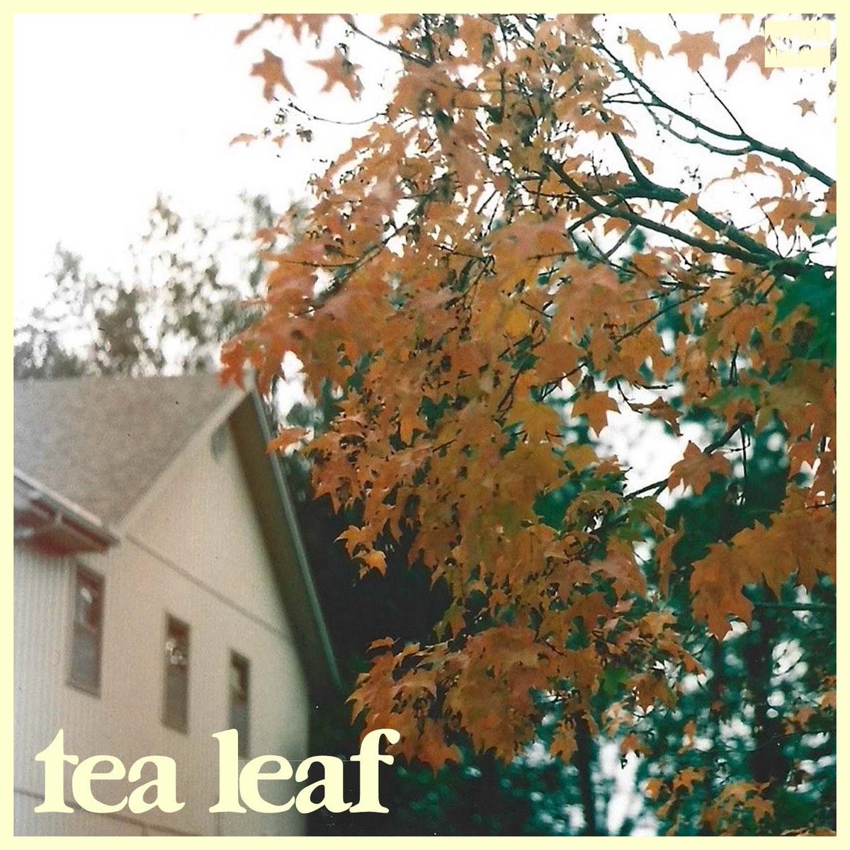 tea leaf