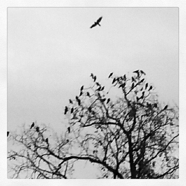 general lee ocean fucker